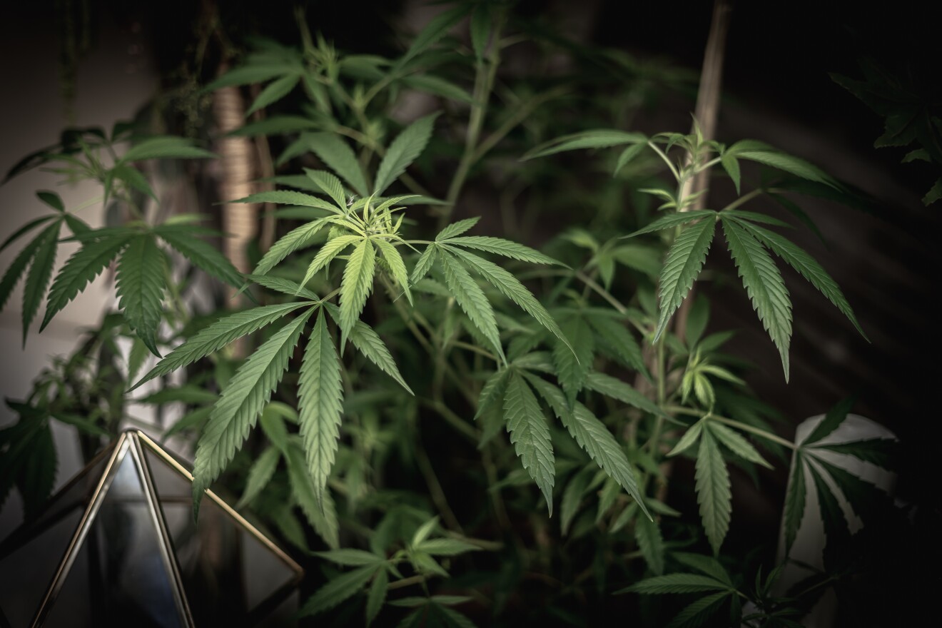 While the New York State Legislature approved a bill to further decriminalize cannabis, Kassandra Frederique with the Drug Policy Alliance said it's a poor substitute for legalization.